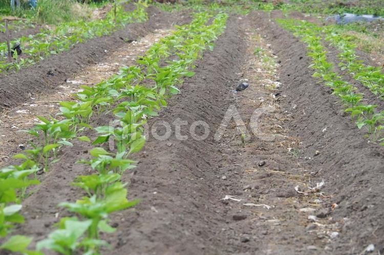 野菜を植えた畑 野菜,植えた,畑の写真素材