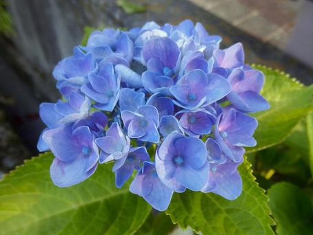 【花の写真】紫陽花の花 【花の写真】紫陽花の花 紫陽花,アジサイ,あじさいの写真素材