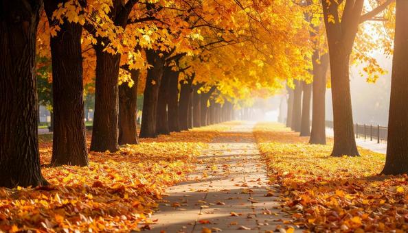 綺麗に紅葉した並木道 綺麗に紅葉した並木道の写真