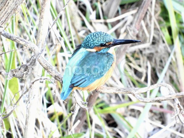 枯れ枝にとまるカワセミ 鳥,野鳥,カワセミの写真素材
