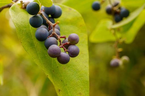 日差しを浴びる可愛い山葡萄の実 山ぶどう,植物,実の写真素材