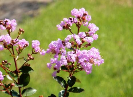 [Flower Photo] Pink Crape Myrtle, JPG