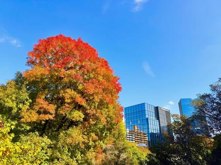 紅葉とオフィスビル群とブルースカイ 秋,青空,空の写真素材