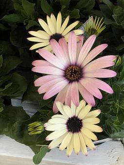 可愛い花3 可愛い花3の写真