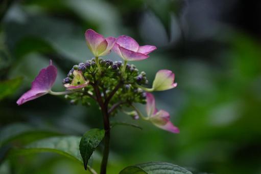 紫陽花 紫陽花の写真