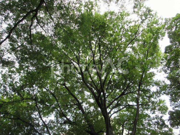 上野公園の樹々  ０７ 上野恩賜公園,樹々,葉っぱの写真素材