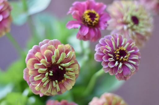 ジニア クイーンレッドライム ジニア クイーンレッドライムの写真