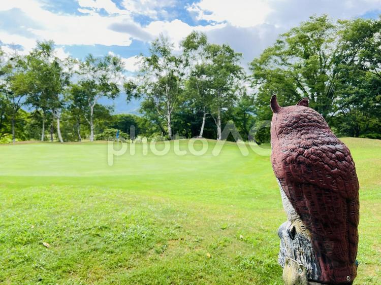 フクロウとゴルフコースの青空 フクロウ,梟,芝目の向きを指し示すの写真素材