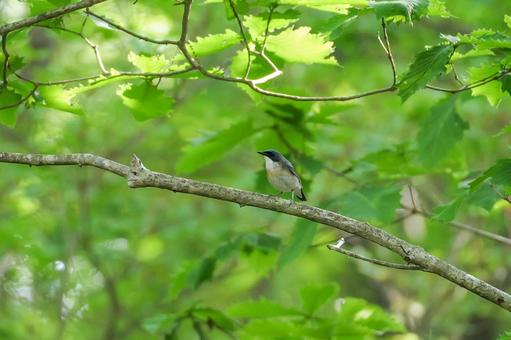 緑の森にいるコルリ 緑の森にいるコルリ コルリ,野鳥,山の写真素材