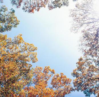 紅葉、落ち葉32 紅葉、落ち葉32 秋,紅葉,枯葉の写真素材