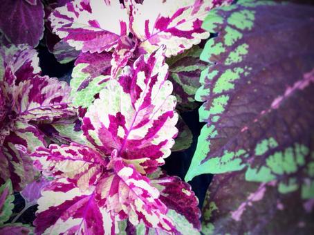 Photo, corius, close-up, labiatae, 