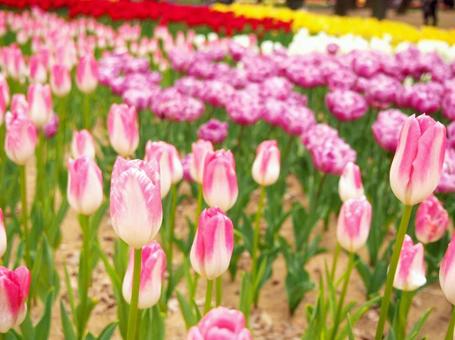 チューリップの写真