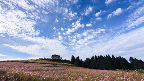 秋空と一面のコスモス畑 コスモス,秋桜,花畑の写真素材