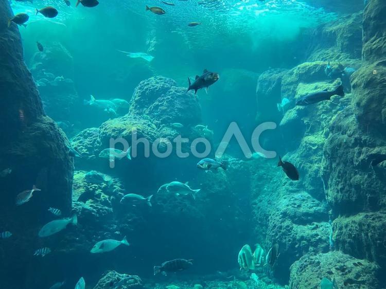 水族館のお魚たち 魚,海,ダイビングの写真素材