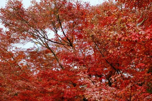 赤もみじの木 紅葉,グラデーション,赤の写真素材