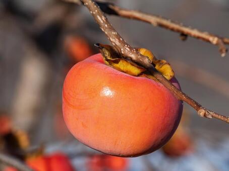 柿の実 柿,残り柿,冬の写真素材