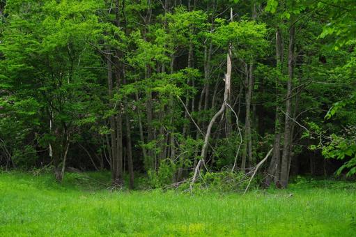 草原の風景の写真