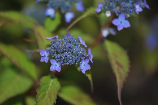 Mountain hydrangea, JPG Mountain hydrangea, JPG