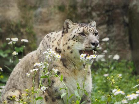 Snow leopard at Tama Zoo, JPG