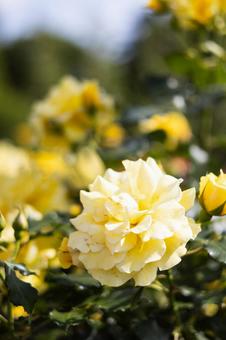 黄色のバラ/ゴールドバニー 黄色のバラ/ゴールドバニーの写真