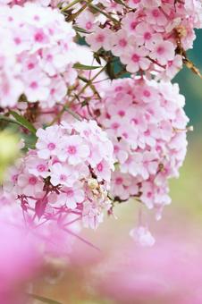 リリーパーク リリーパーク,ゆりの郷こしみず,フロックスの写真素材