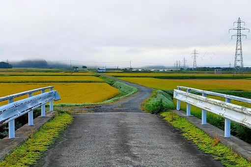 	2025年9月の里山38 田んぼ,水田,稲作の写真素材