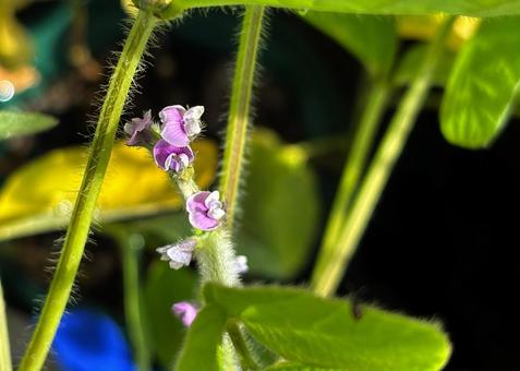 紫色の大豆の花 紫色の大豆の花 大豆,ダイズ,花の写真素材