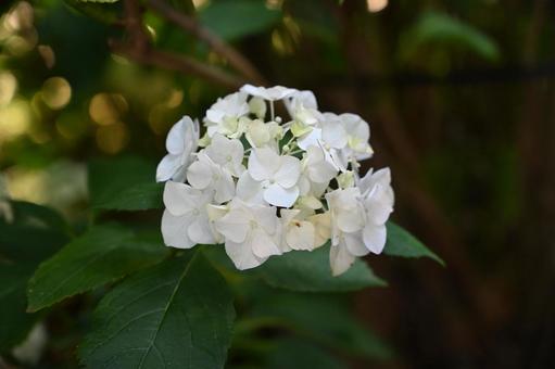 最近植えられたスイートアリスアジサイ 最近植えられたスイートアリスアジサイの写真