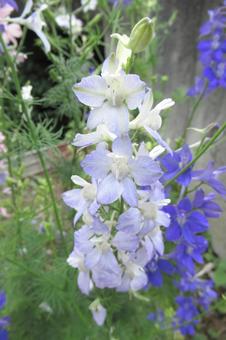 街中の花壇に咲く薄紫色のデルフィニウム 街中の花壇に咲く薄紫色のデルフィニウム デルフィニウム,花,植物の写真素材