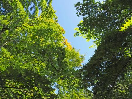 常栄寺 雪舟庭の紅葉の写真