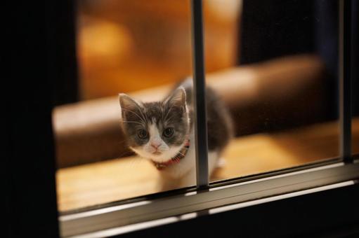 窓辺の子猫 窓辺の子猫 マンチカン,猫,子猫の写真素材