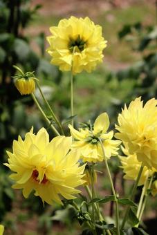 DAHLIAの4 DAHLIAの4の写真