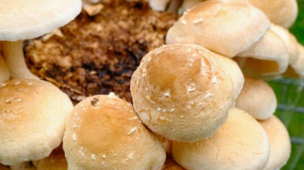 シイタケ栽培 シイタケ,椎茸,きのこの写真素材