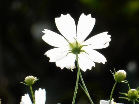 【花の写真】コスモス（秋桜） コスモス,秋桜,自然の写真素材