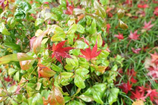 楓の落葉 落ち葉,秋,晩秋の写真素材