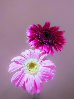 ２色のガーベラ（ソフト）の写真