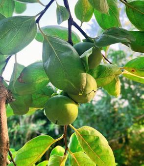 Green Persimmon, JPG Green Persimmon, JPG