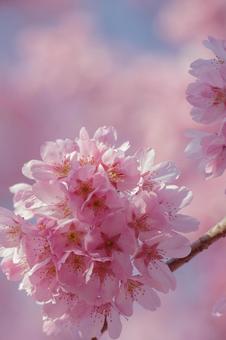 東京港区南青山2丁目の美しい桜の花 東京港区南青山2丁目の美しい桜の花の写真