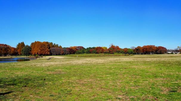 水元公園の紅葉・広場＆池（東京都葛飾区） 秋,水元公園,紅葉の写真素材