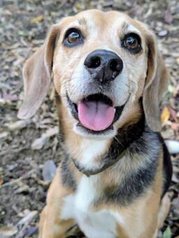 秋のお散歩気持ちいいね！ 犬,ビーグル,秋の写真素材