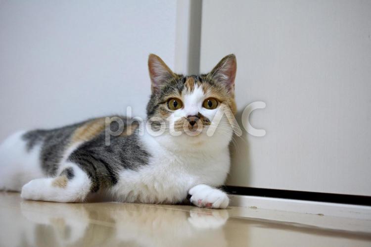 寝そべりながらこちらを見てくる三毛猫 猫,ネコ,ねこの写真素材