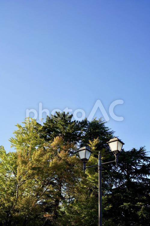 青空と樹木と街灯 青空,空,街灯の写真素材