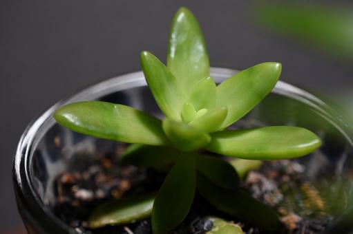 銘月 銘月 観葉植物,銘月,メイゲツの写真素材