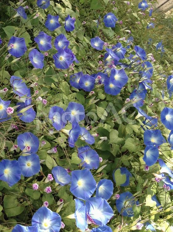朝顔 朝顔,あさがお,青い朝顔の写真素材