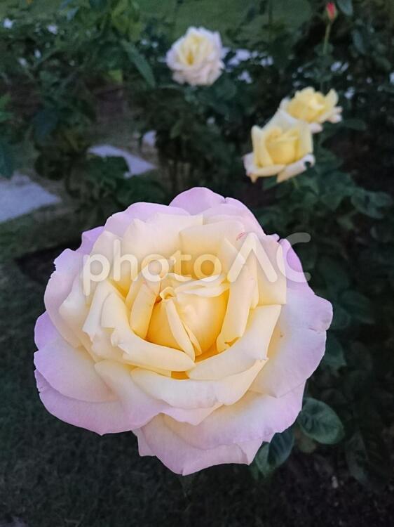 薔薇(淡い黄色～淡いピンク) やわらかい,バラ,ピンクの写真素材