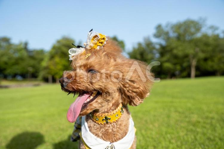 夏の公園で遊ぶトイプードル トイプードル,トイプー,夏の写真素材