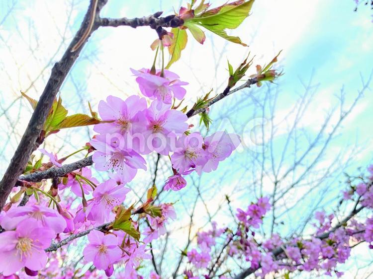 ほころび始めた河津桜の優雅な姿 河津桜,早咲きの桜,春の訪れの写真素材