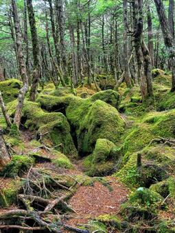 長野県　白駒池　苔の森 白駒池,苔の森,苔の写真素材