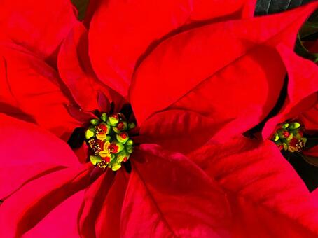 ポインセチア（上からアップ）３ ポインセチア,クリスマスフラワー,ショウジョウボクの写真素材