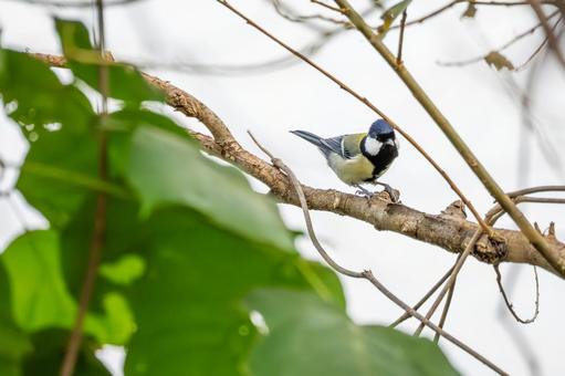 シジュウカラ(78)の写真